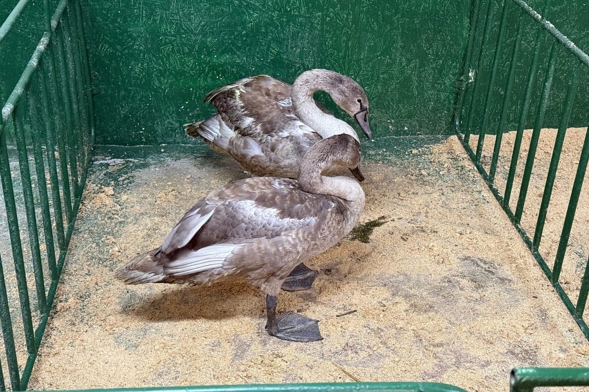 Young swans from Alexander Lake were taken to the Lopatinsky Garden for overexposure