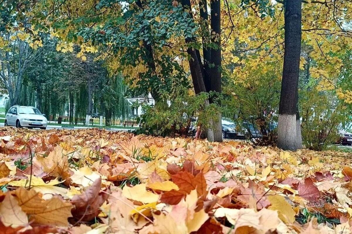 Autumn resource of Donbass: ways of using fallen foliage are revealed