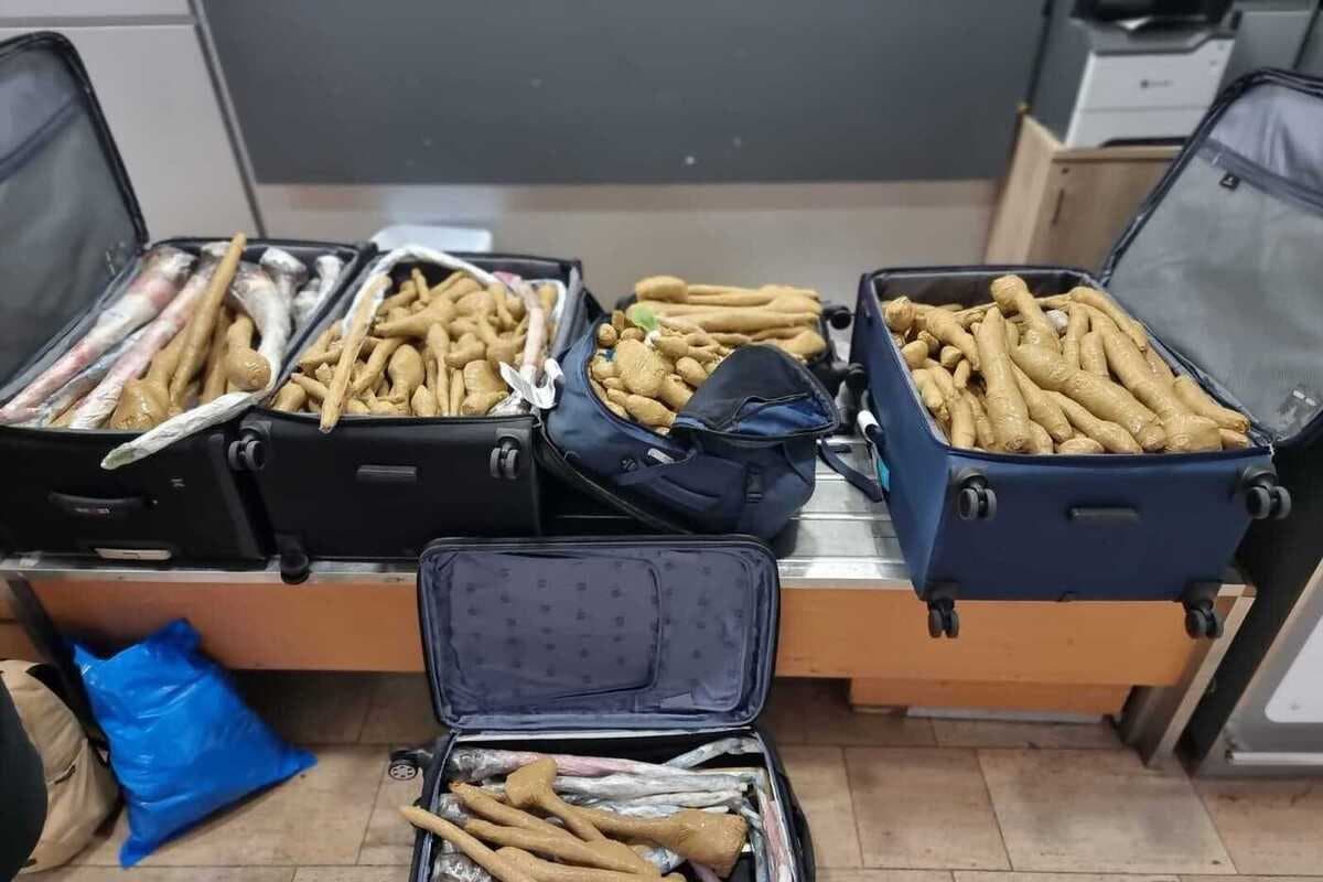 Israeli doctor detained at airport with 300 saplings from Thailand