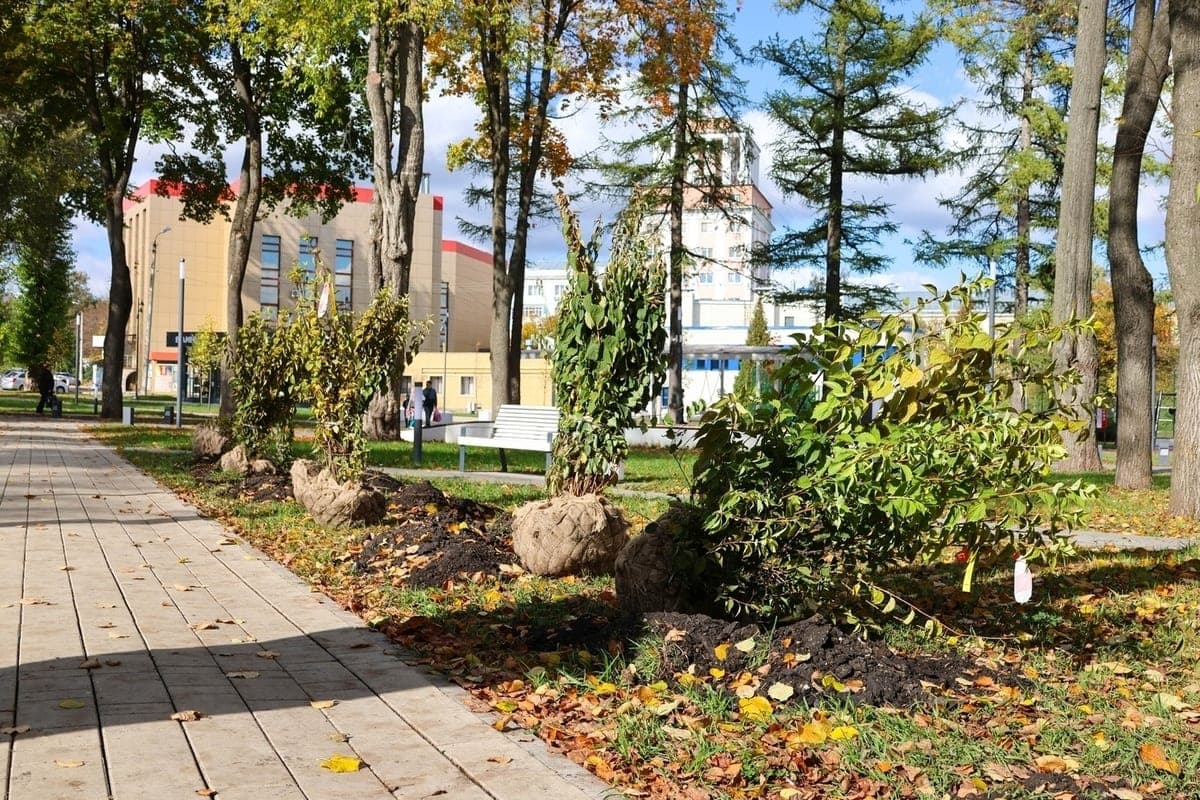 In Novomoskovsk in autumn planted pyramid poplars