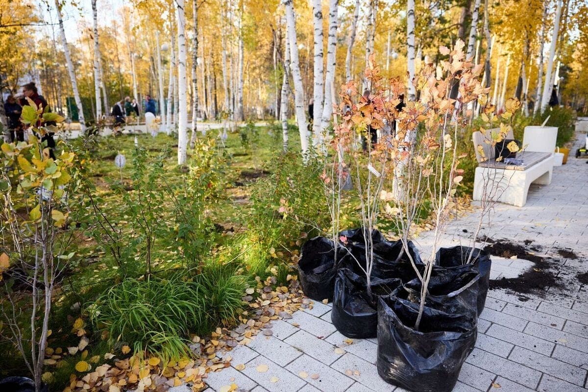 In Muravlenko by the end of the year will plant more than 600 trees