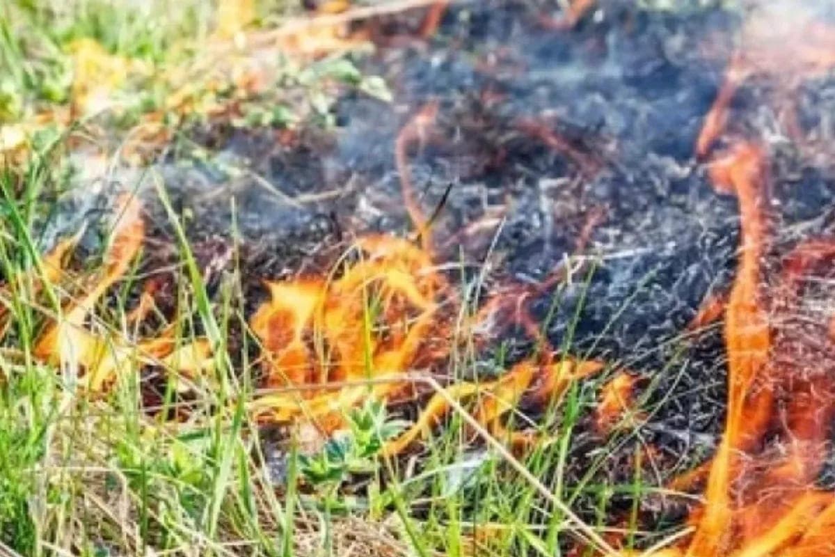 Under Rostov eliminated landscape fire