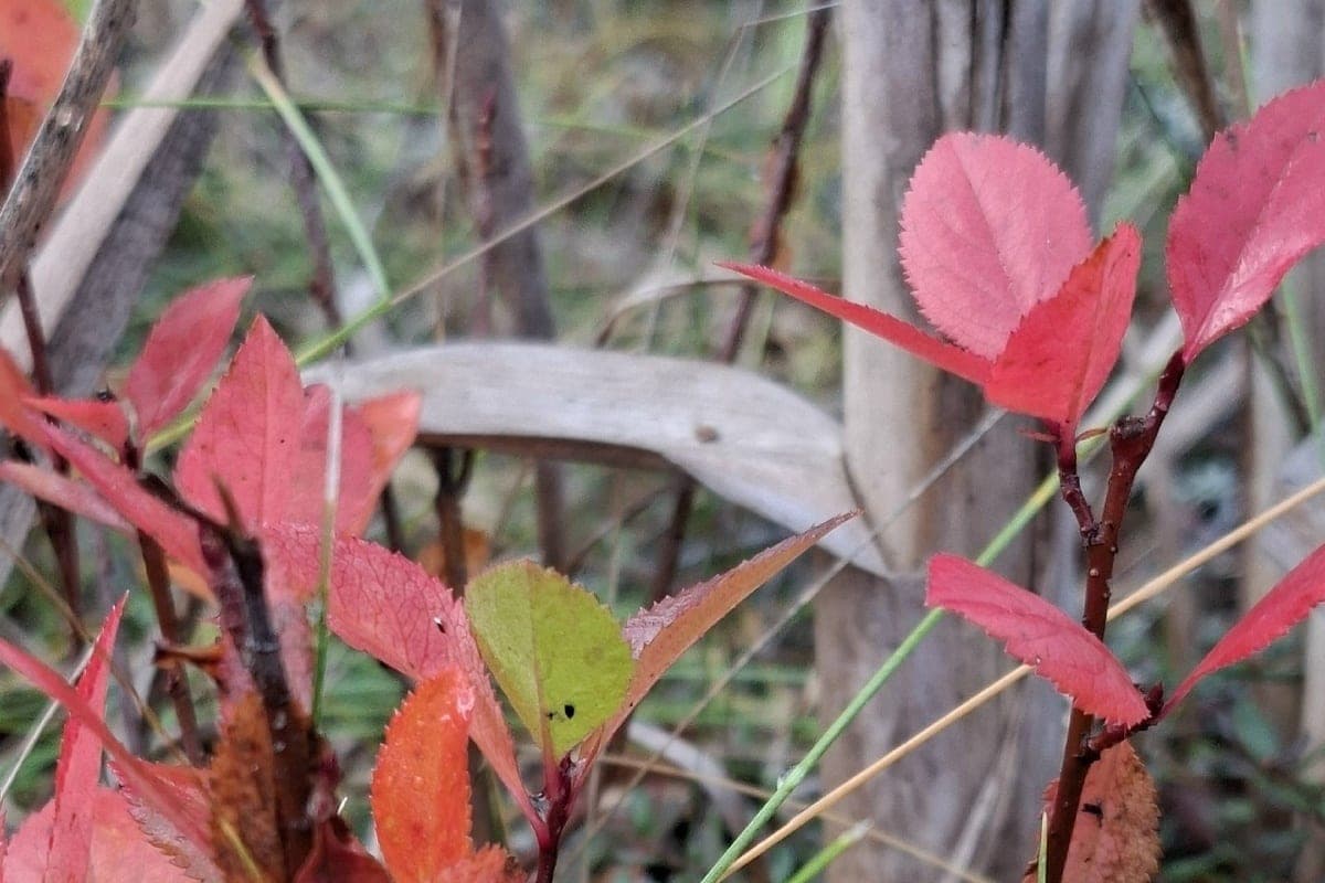 What weather to expect Pskovits on October 1
