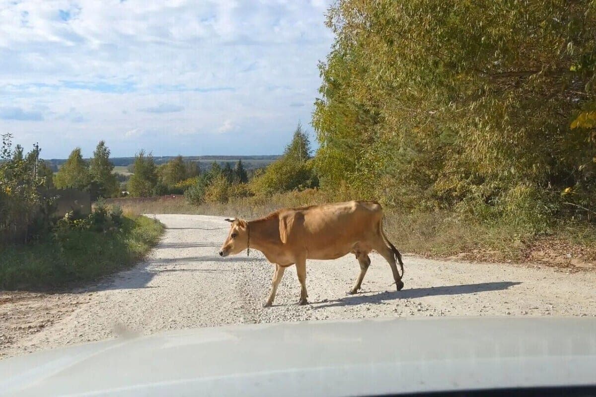 Russian ordered to pay 55.5 million rubles for cow grazing in one place
