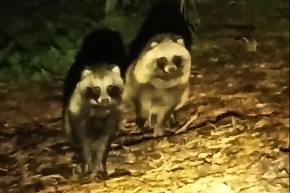St. Petersburg asked not to squeeze cute raccoon dogs with rabies