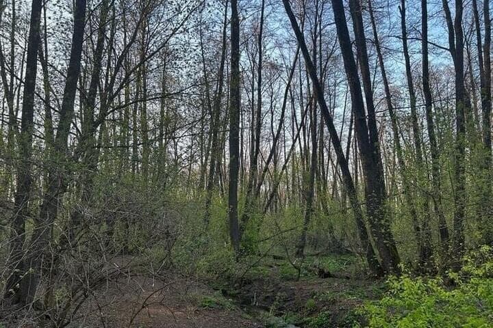 Belgorod region will plant more than 230 thousand trees by the end of November