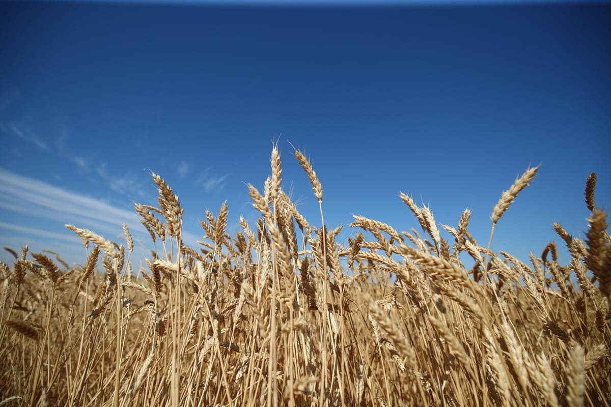 Volgograd region will cooperate with the Grain Association of Russia