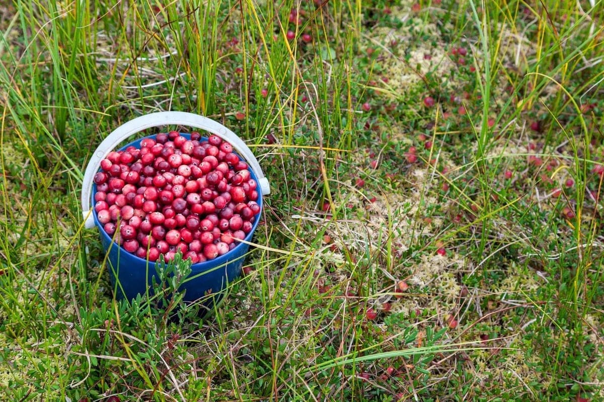 Experts NAO told about the benefits of cranberries