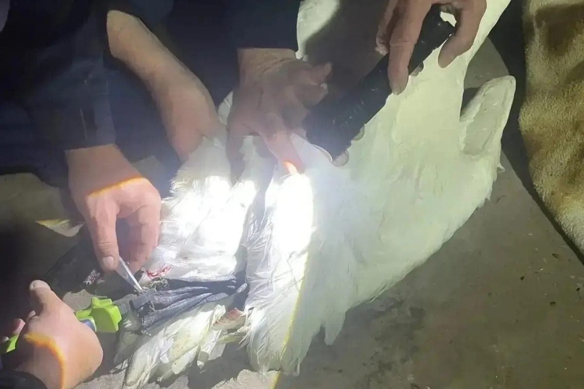 На Калитве в Ростовской области спасли лебедя, застрявшего в рыболовной сети