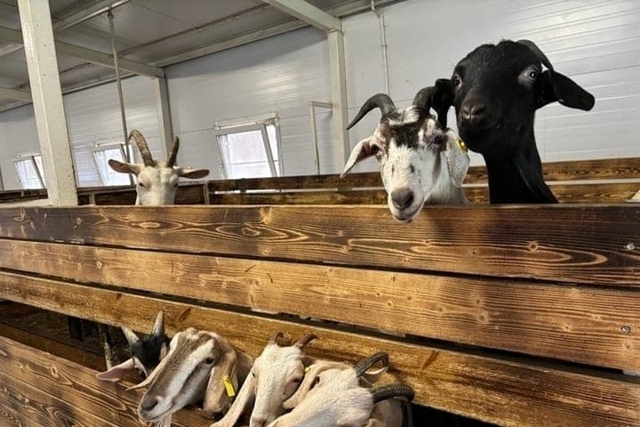 Manure and goats without marking: what did not please Tula LPH Rosselkhoznadzor