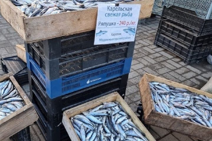 Les pêcheurs de Carélie ont rapporté l'extraction de plus de 600 tonnes de chiffons et d'éperlans