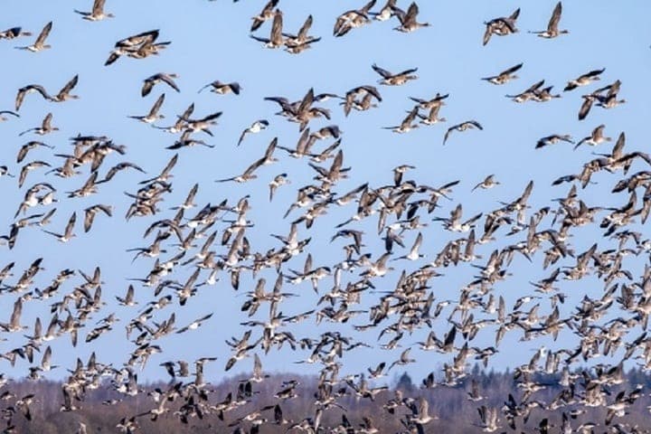 Hunter for geese caught with an electronic mock in the White Sea district