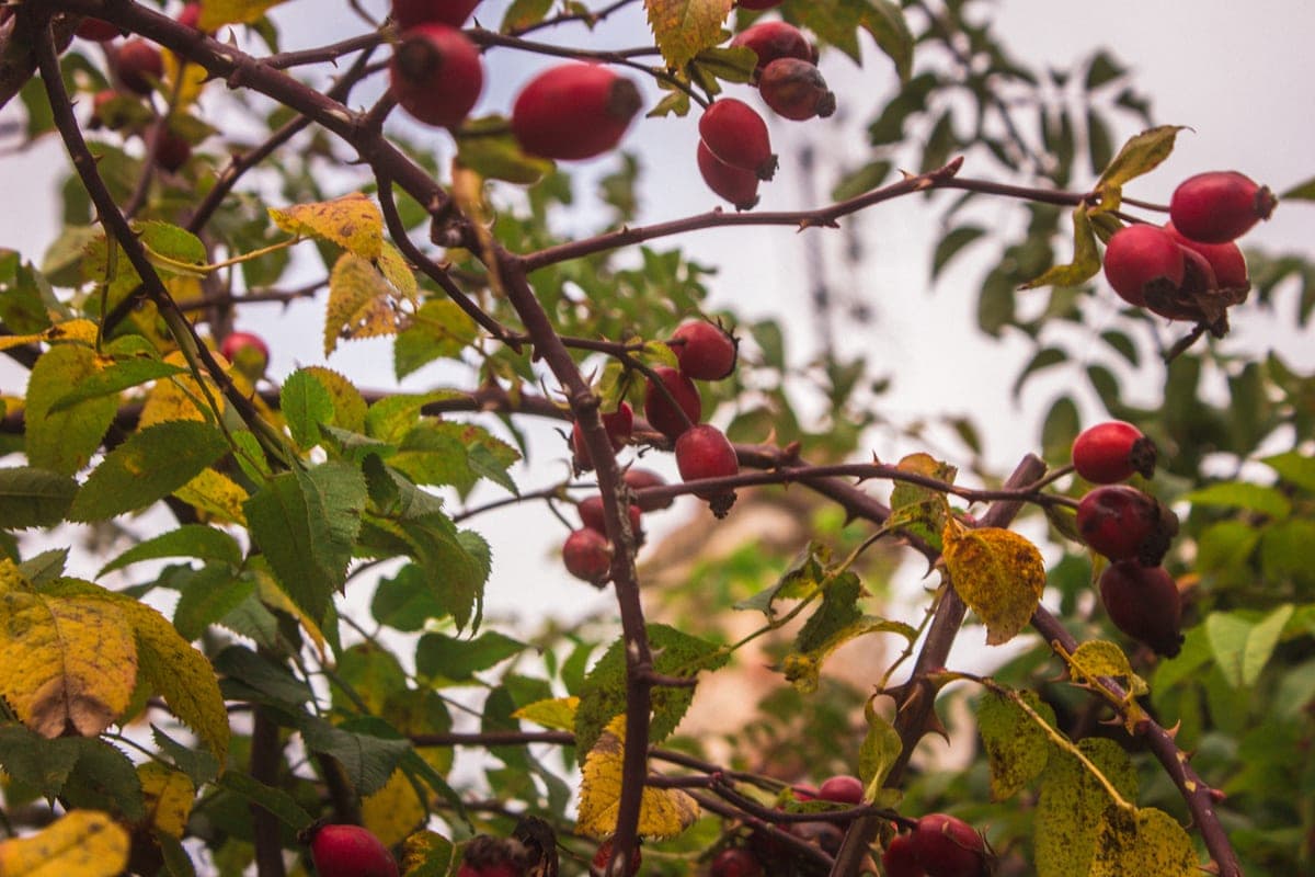 Leningraders are advised to compensate for the lack of vitamin C from the infusion of rosehip