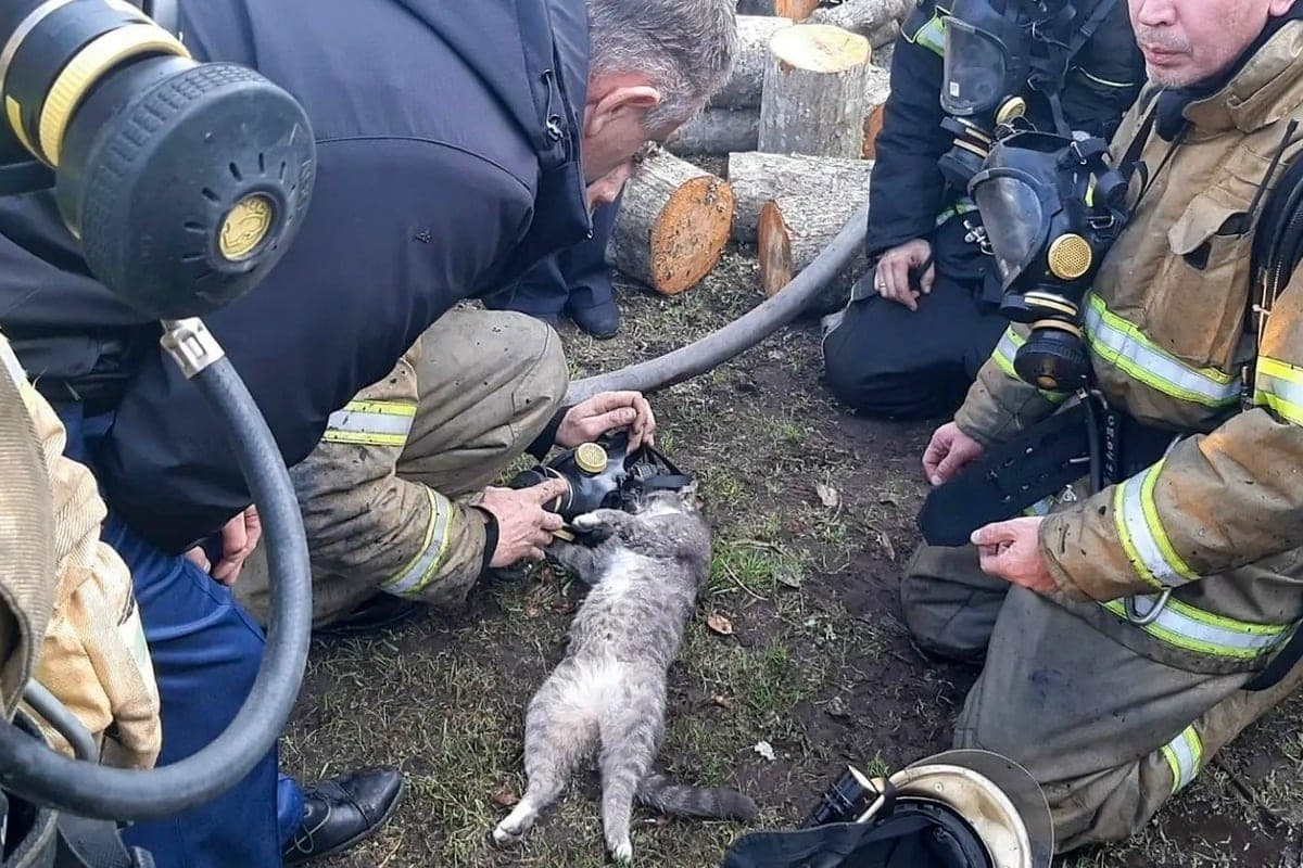 Пожарные Новгородской области спасли от лап огня серую кошку