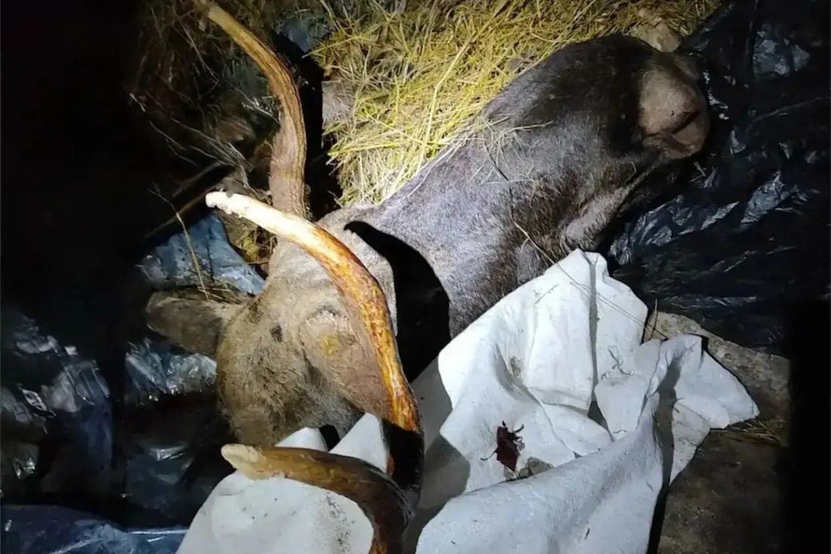 A resident of the Tver region became a defendant in a criminal case after going hunting