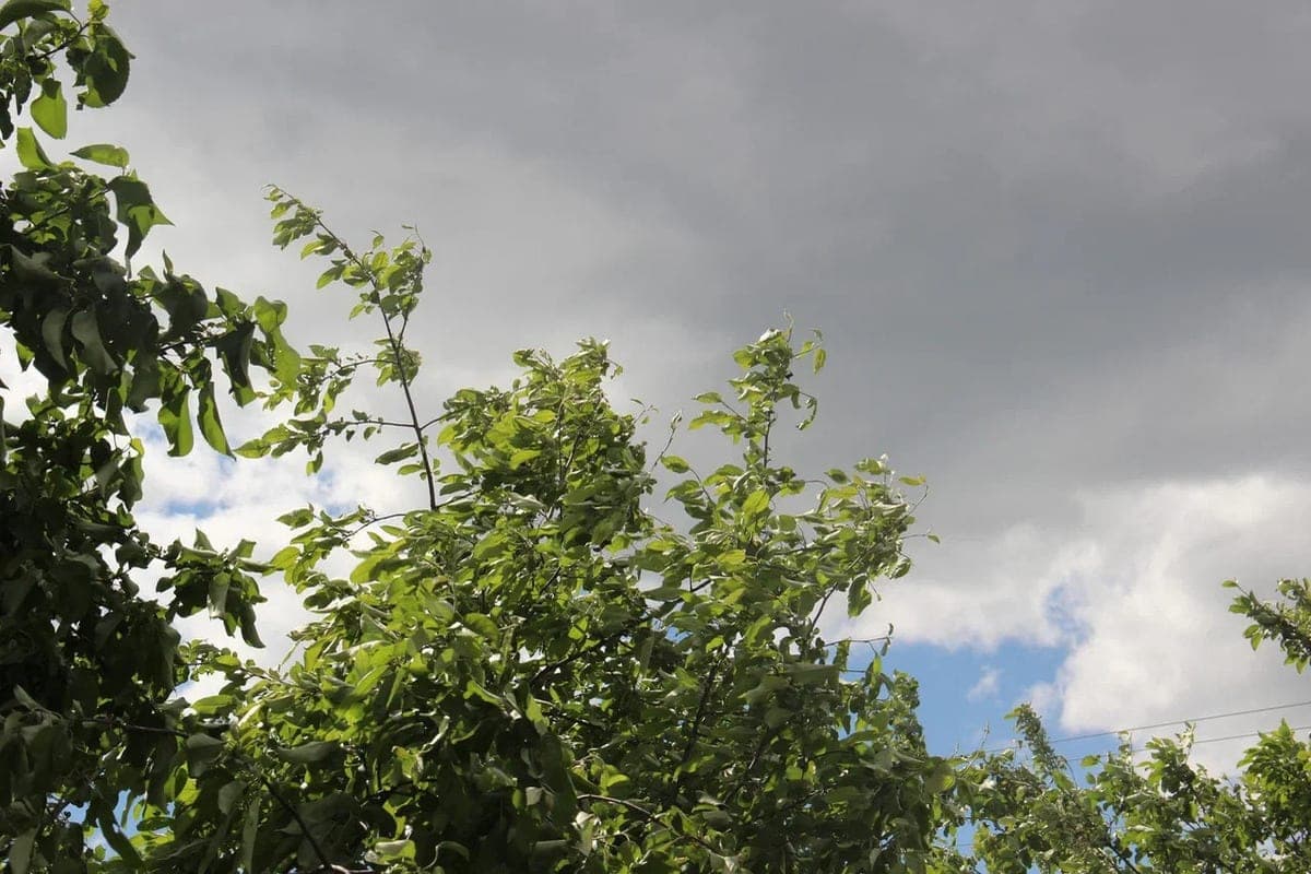 Ryazan Emergencies Ministry issued a weather warning about strong wind