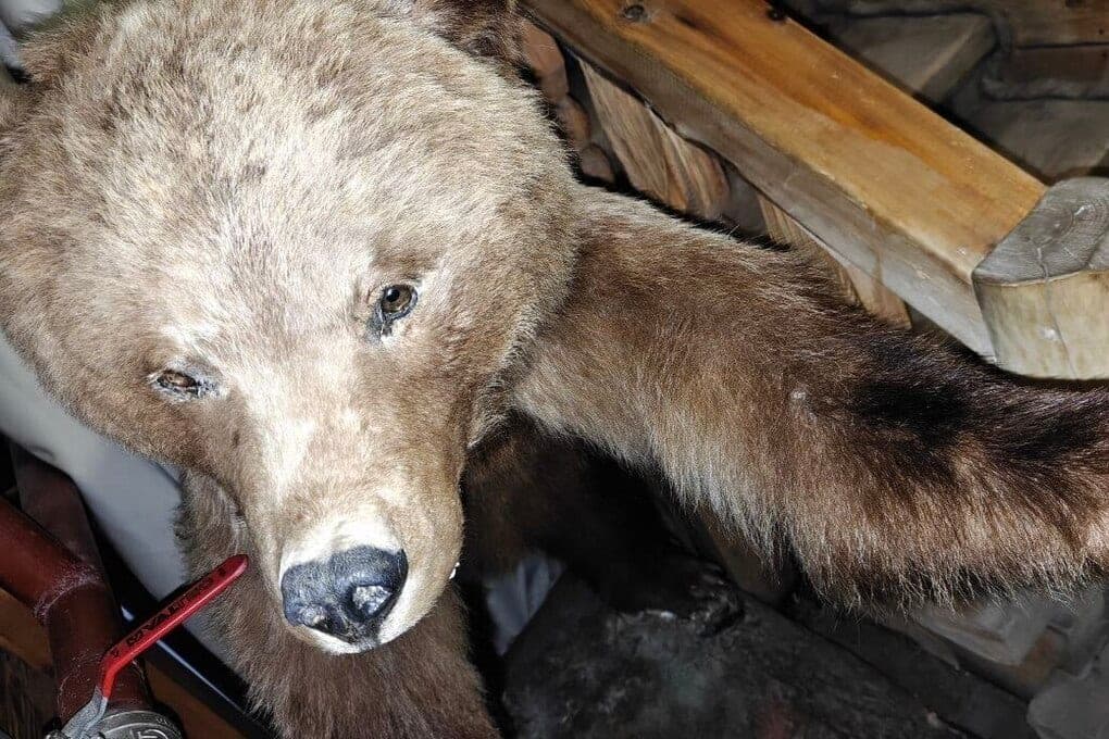 In the Khakassian city of Sayanogorsk and its environs shot 61 dangerous bears