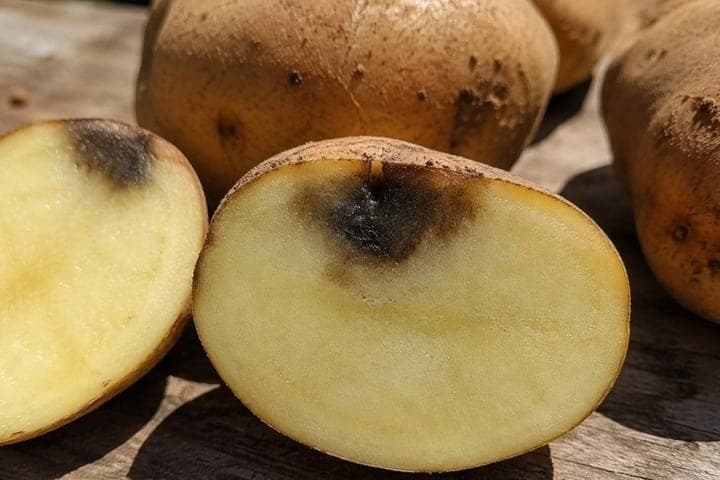 In the Kostroma region potatoes from manufacturers sell for 18 rubles per kilogram