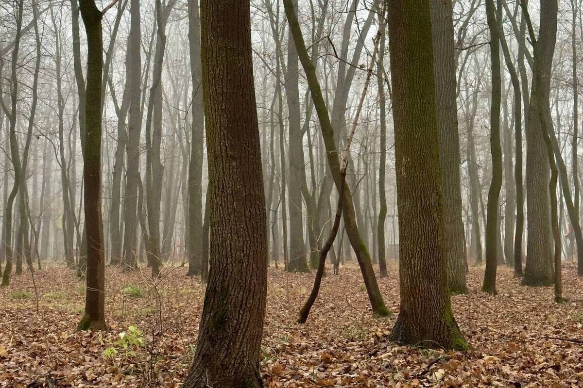 In the Penza region until the end of October will remain a high risk of forest fires