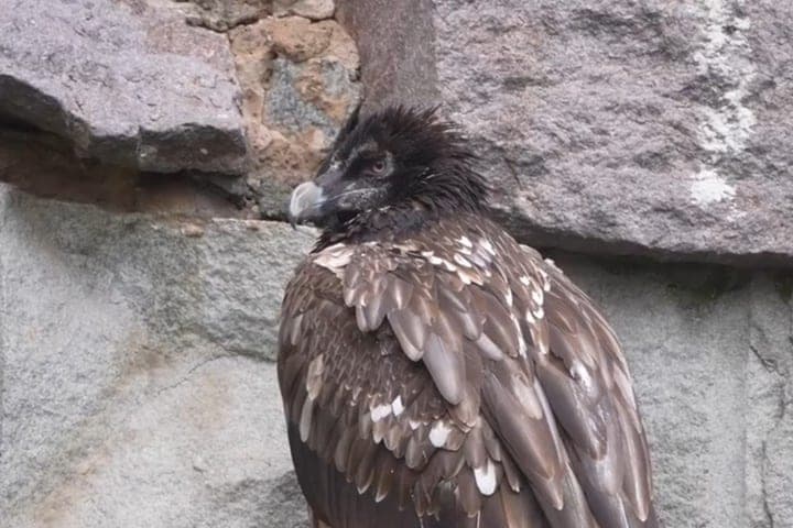 Three rare birds from Limpopo moved to the Moscow Zoo