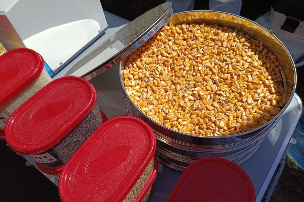Stavropol threshed 313.9 thousand tons of corn