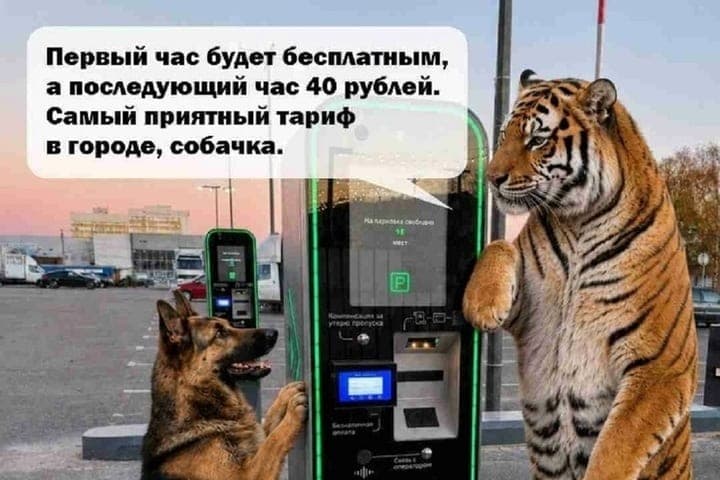 Here is a parking lot, a dog: Megatorg in Vladimir announced tariffs for drivers