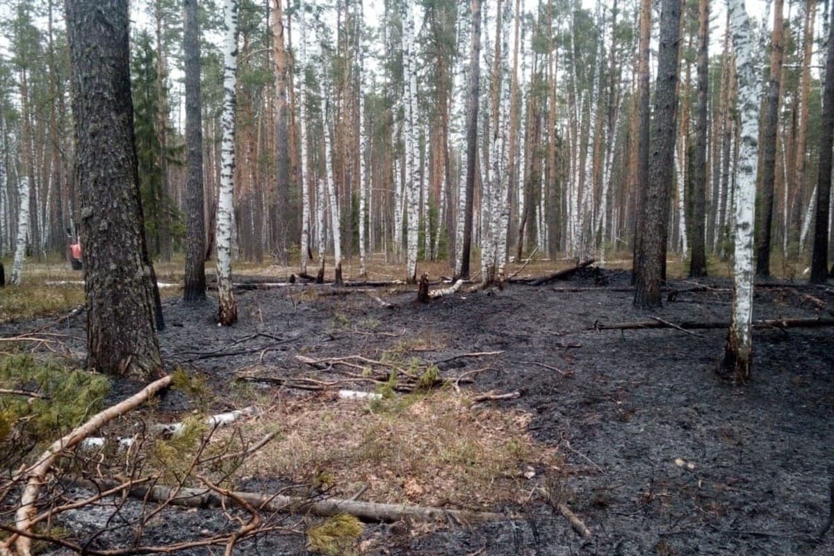 В пожароопасный сезон в Марий Эл произошло 14 лесных пожаров