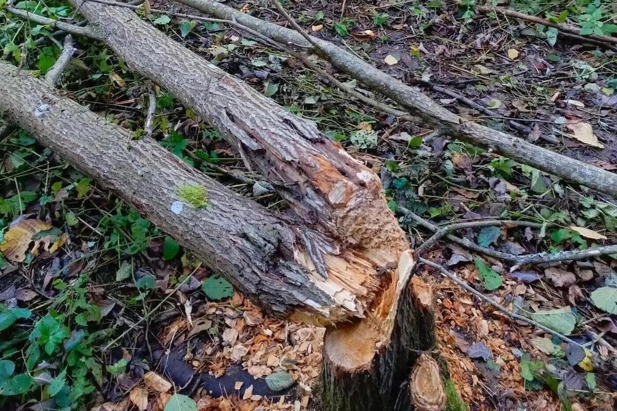 Biber überfluteten die Brücke auf dem Ökotrop der Wurnar-Forstwirtschaft