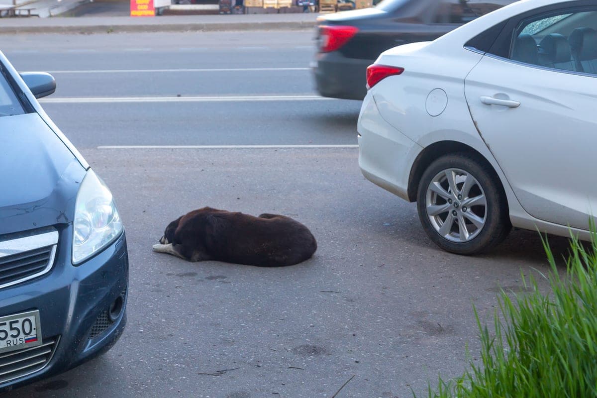 Dans le territoire de Khabarovsk, l'enfant sera payé 100 mille roubles pour une raison