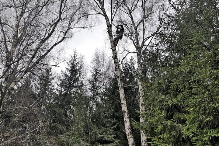 In Serpukhov eliminated more than 170 emergency trees