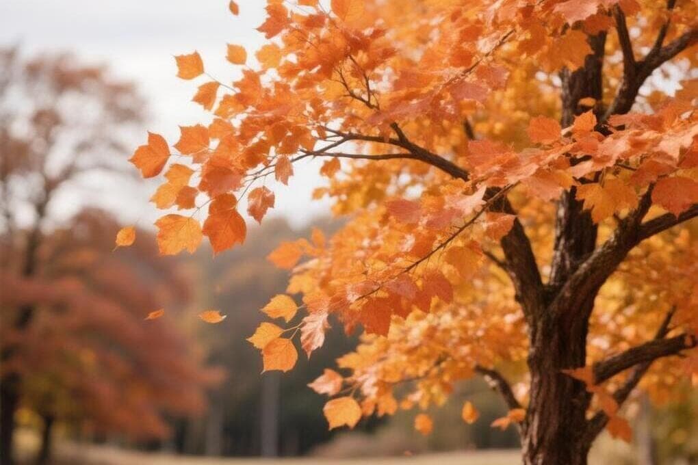 Les prévisionnistes ont spécifié la météo dans Kursk le lundi 26 octobre