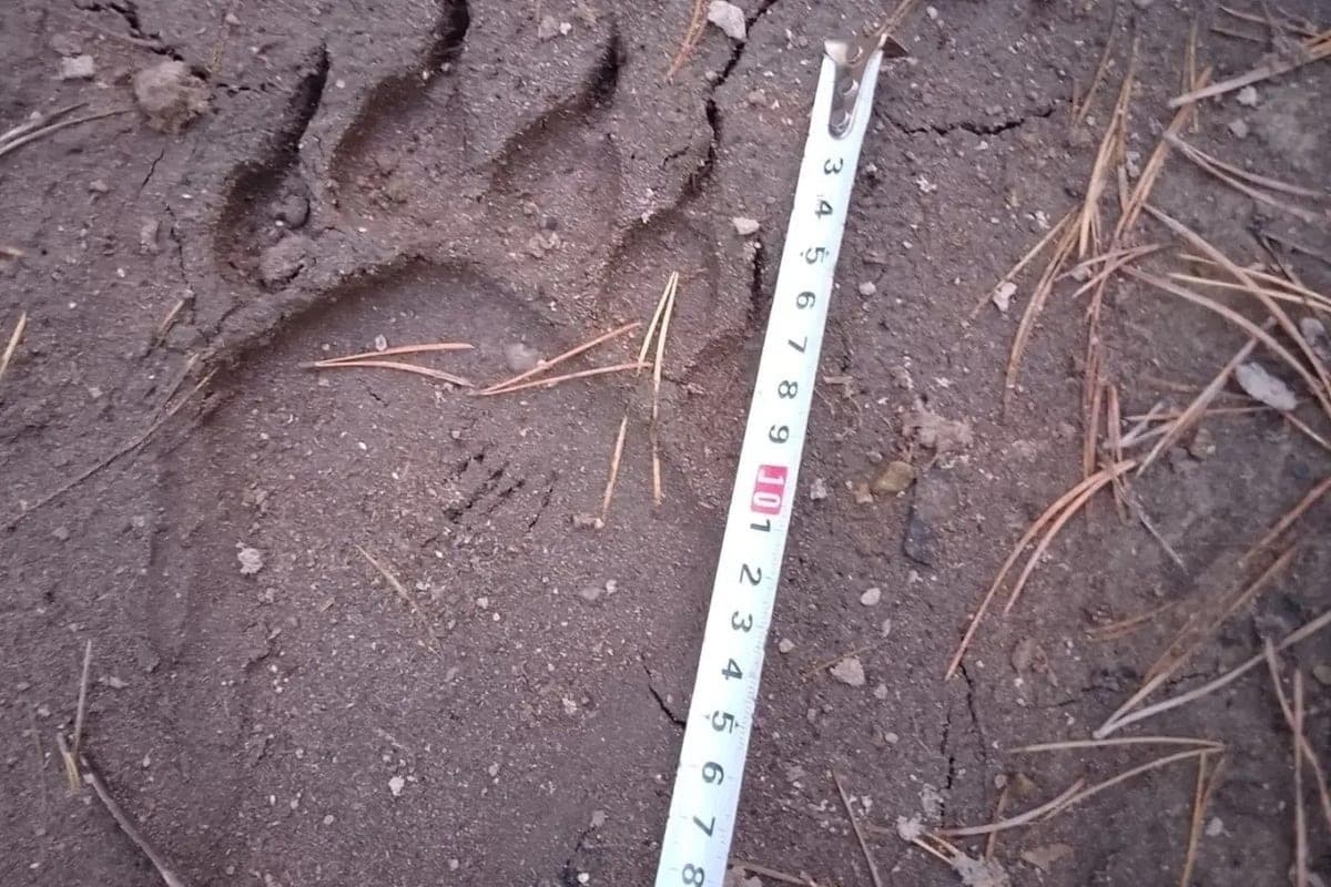 En el distrito de Luni notó rastros del oso: se pide a los residentes que tengan cuidado