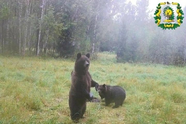 In Shakhunya allowed to shoot two bears