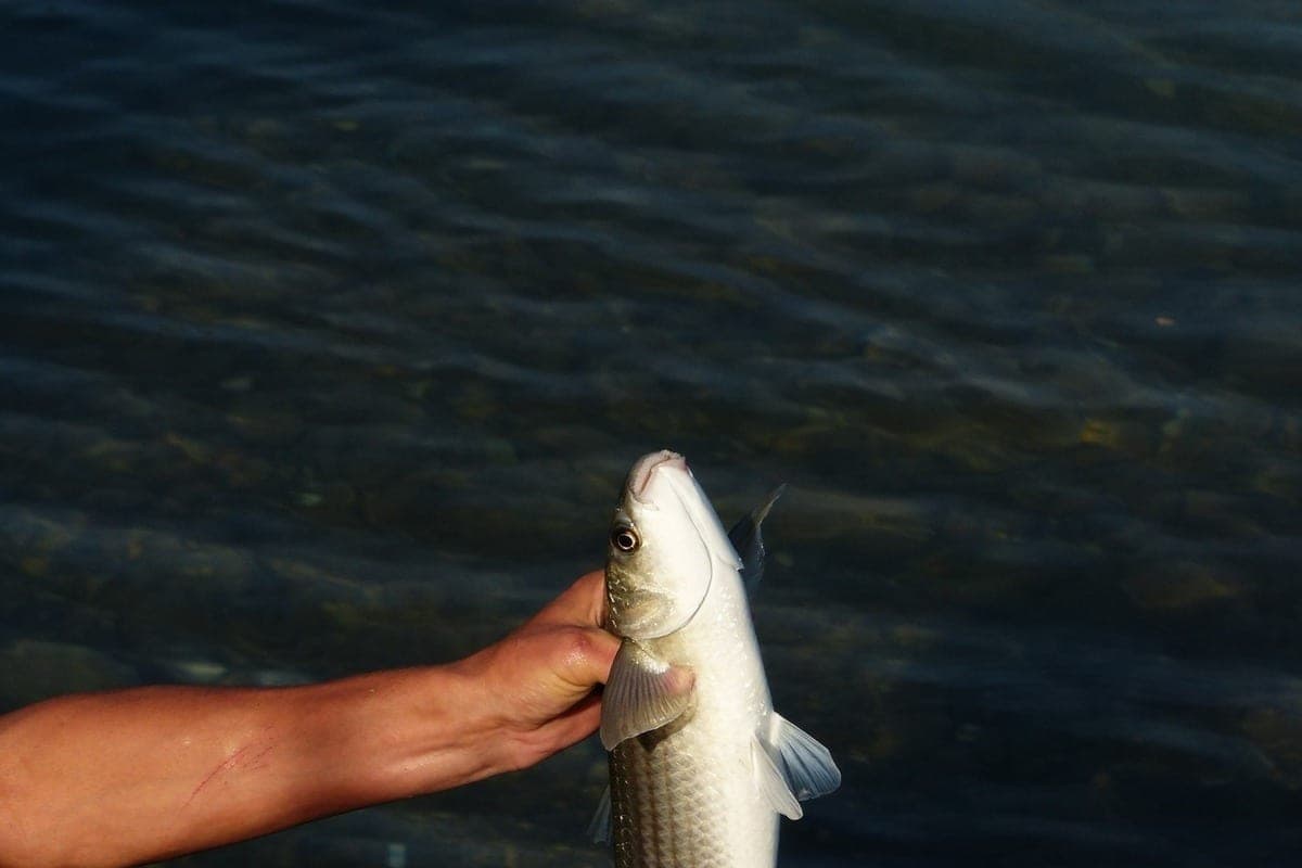 On the Don in the Voronezh region revealed violations of fishing rules