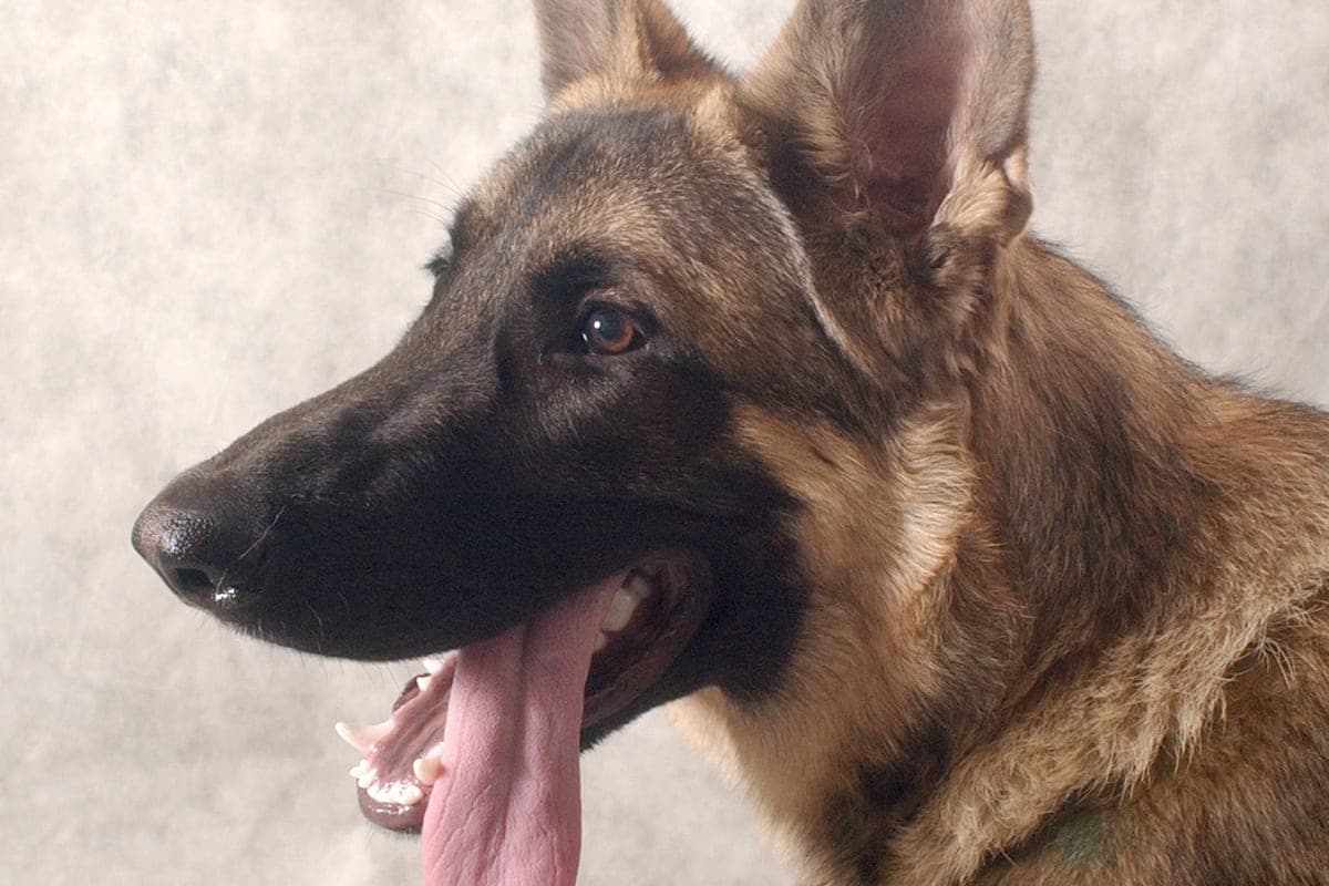 Shepherd bit a 9-year-old boy in the suburbs