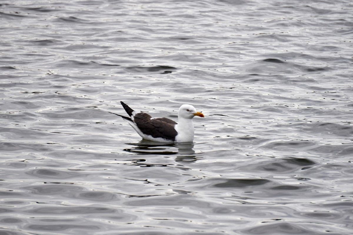 In the United States 31-year-old man drowned while saving a seagull while fishing