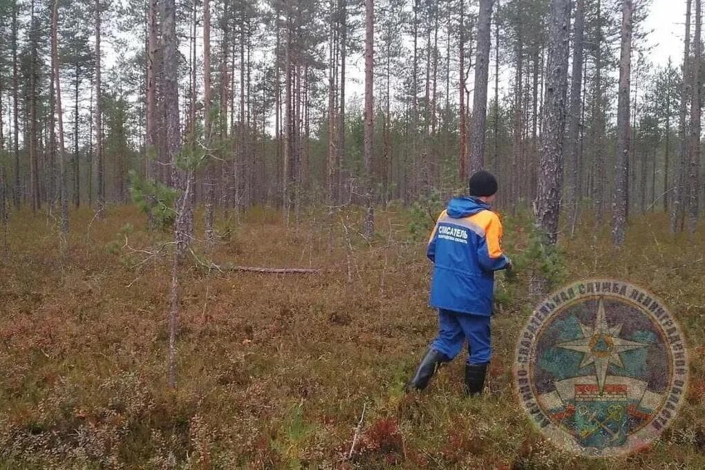 Professional rescuers and volunteers were looking for mushrooms in the Priozersky district