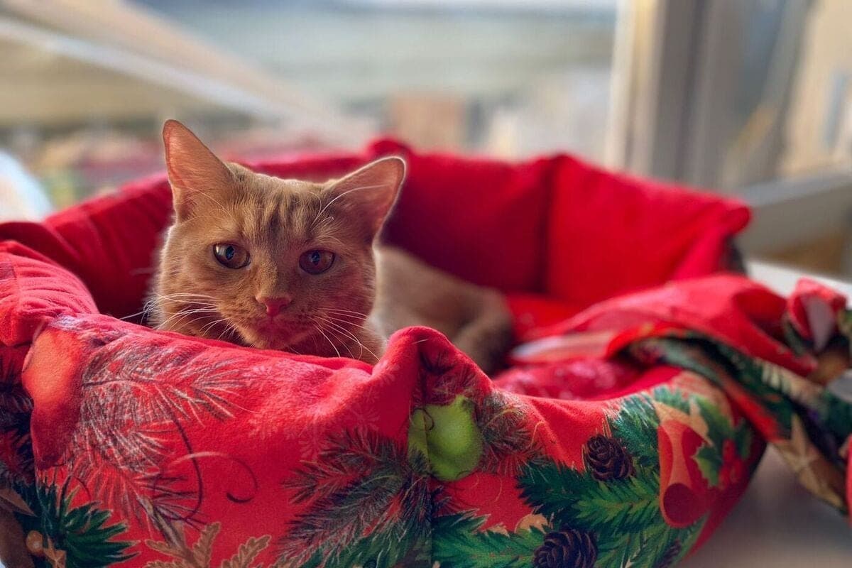 Warum Katzen mit menschlichen Pfoten schnurren und bröckeln: Die Geheimnisse der Katzenliebe enthüllen