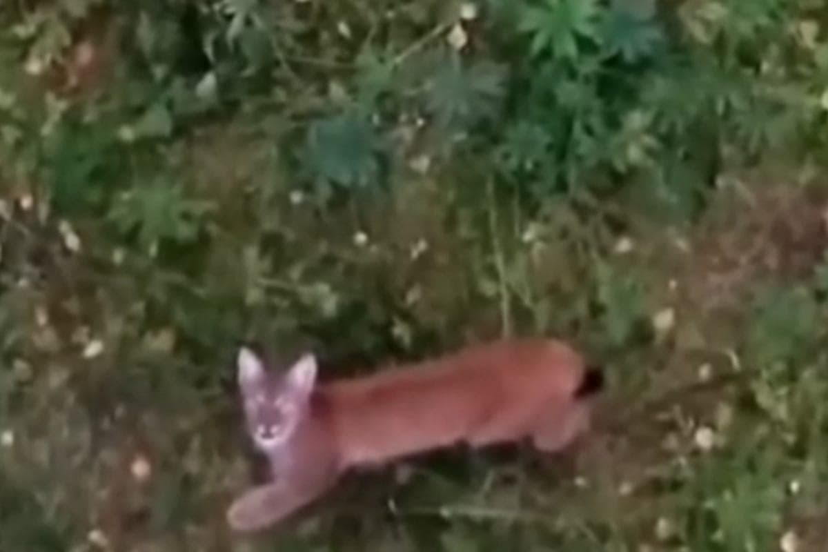 In the Leningrad region on October 15, the hunting season for fur animals opens