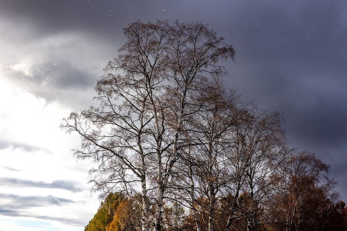 Pluie et neige humide attendue à Carelia et Petrozavodsk le 11 octobre