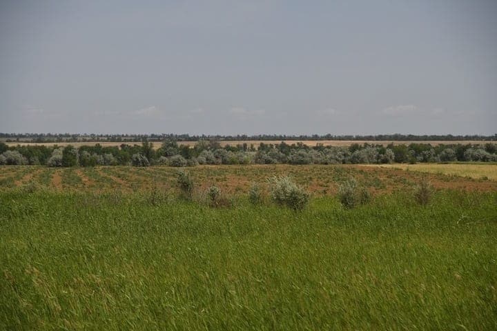 On private lands in the Astrakhan region found a quarantine weed