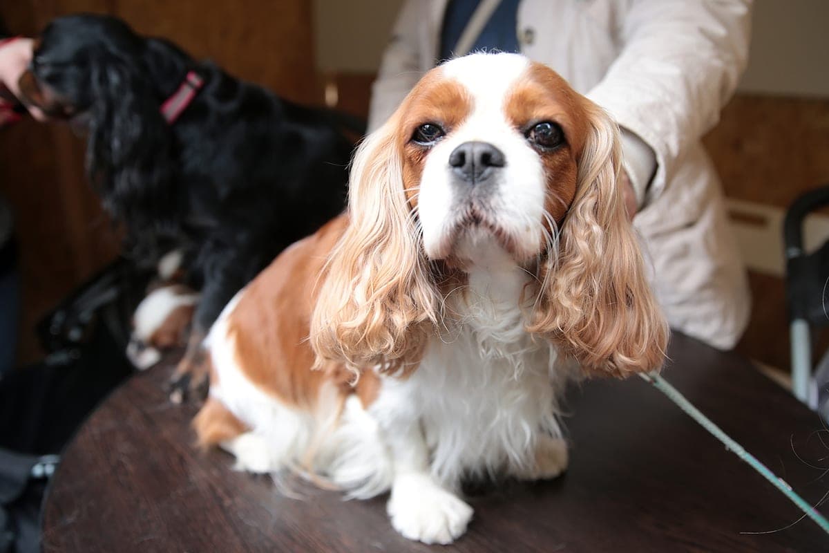 The new victims of fraud are animal lovers