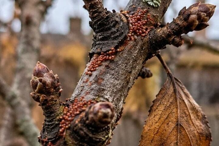 In autumn, find tick eggs on an apple tree and check it in spring
