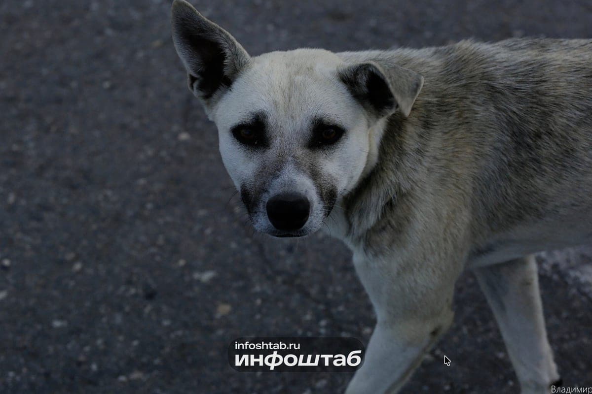 In Russia, proposed to issue pets policies MHI