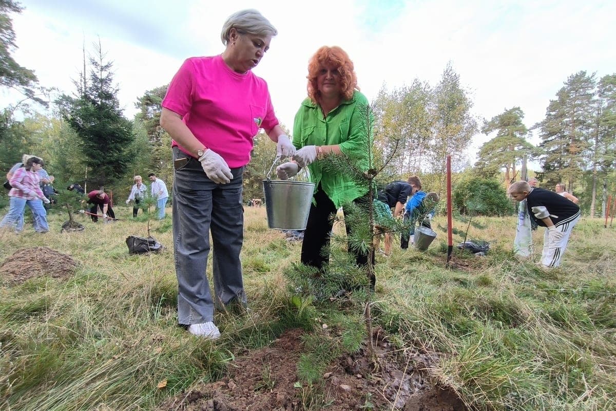 In the Ivanovo region restored more than seven hectares of forest