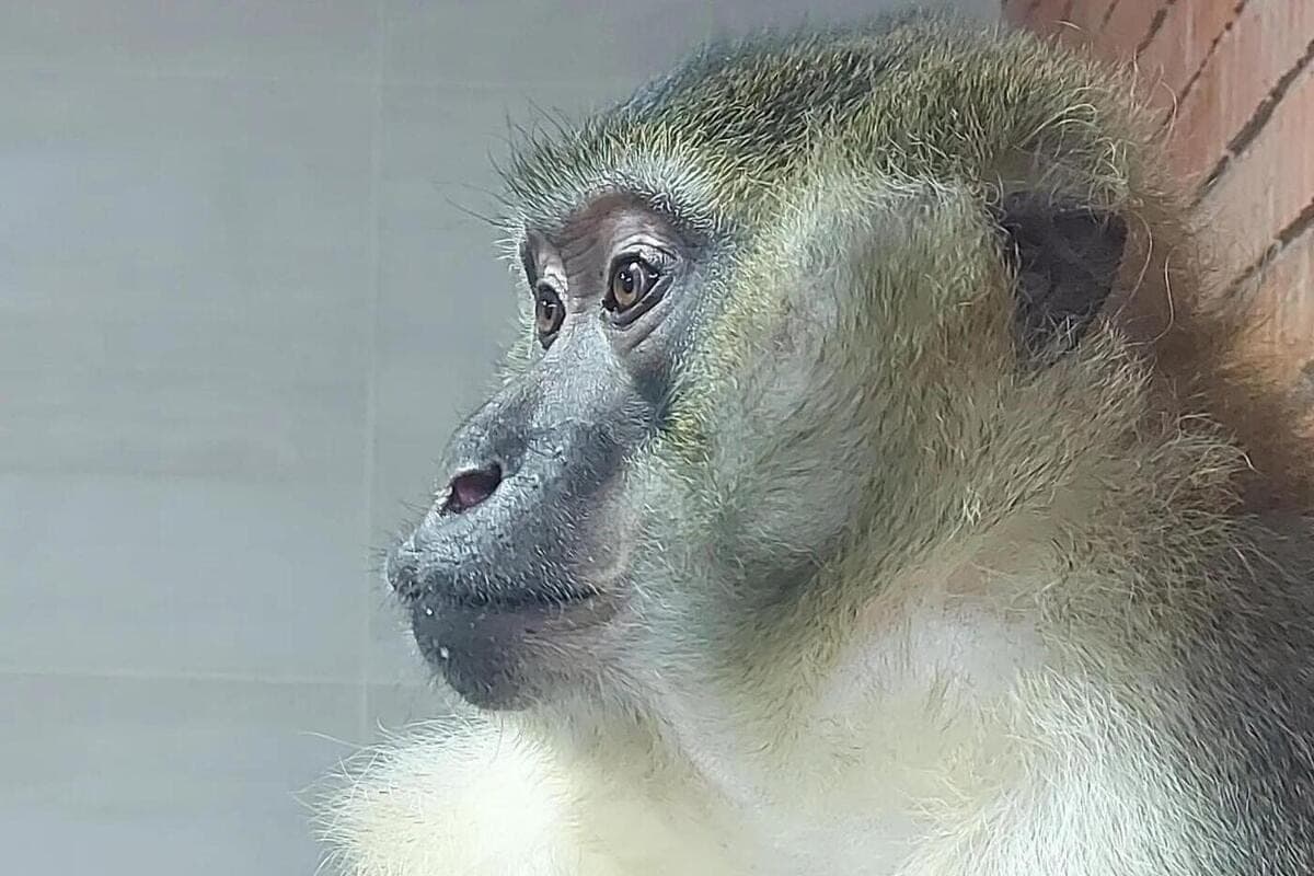 Django monkey from the Abakan Zoo fell into thoughts on Monday, October 12
