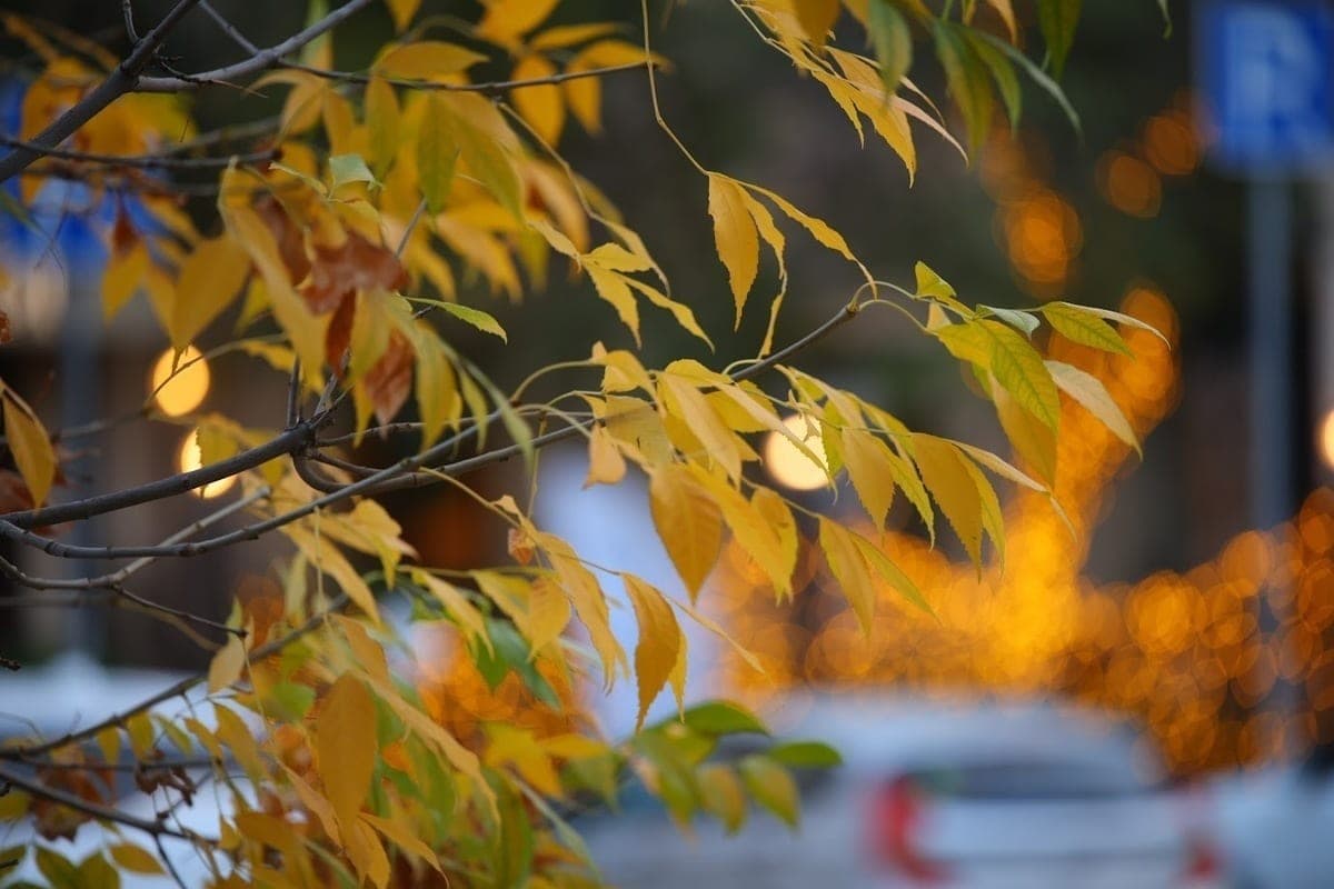 Weather forecast for October 22 in the Volgograd region: rains and gusty wind