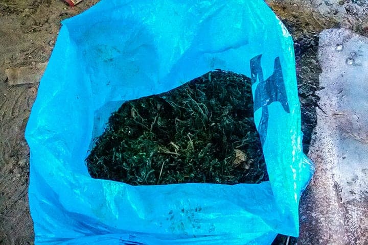 В Лунинском районе у местного жителя изъяли более 2 кг конопли