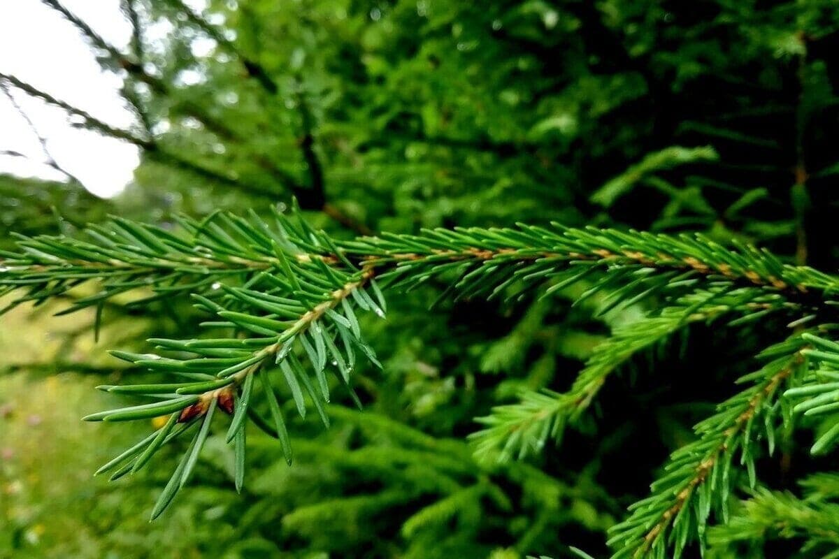 Vologda joined the action “Preserve the forest”: planted more than 200 thousand trees