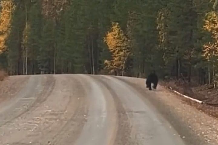 In the vicinity of Kostomuksha motorists noticed a large bear